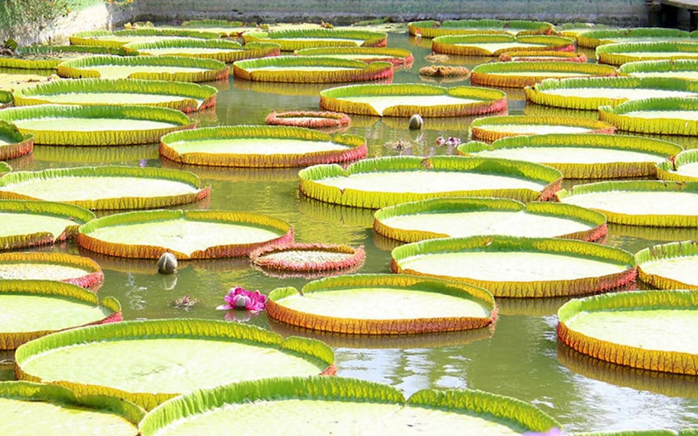 Mùa nước nổi là lúc mực nước dâng cao và lá sen tại chùa đạt kích cỡ lớn nhất 